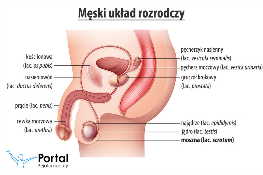 Moszna (łac. scrotum)