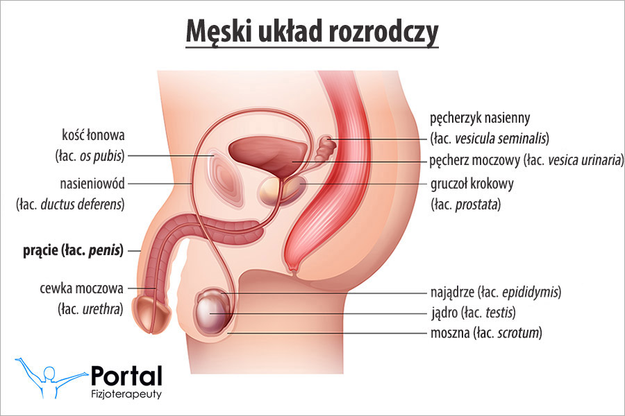 Prącie (łac. penis)