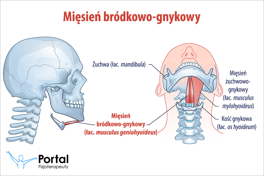 Mięsień bródkowo-gnykowy (łac. musculus geniohyoideus)