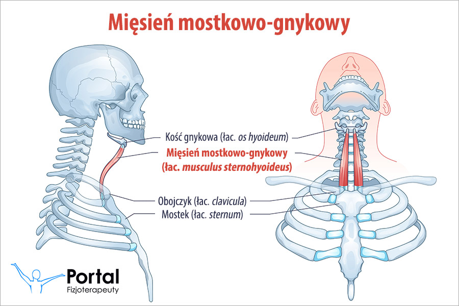 Mięsień mostkowo-gnykowy