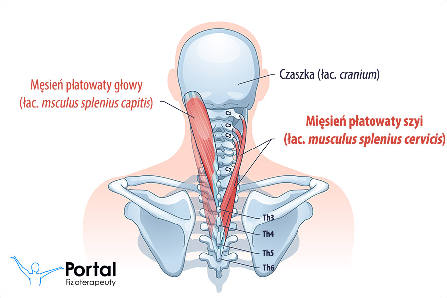 Mięsień płatowaty szyi (łac. musculus splenius cervicis)