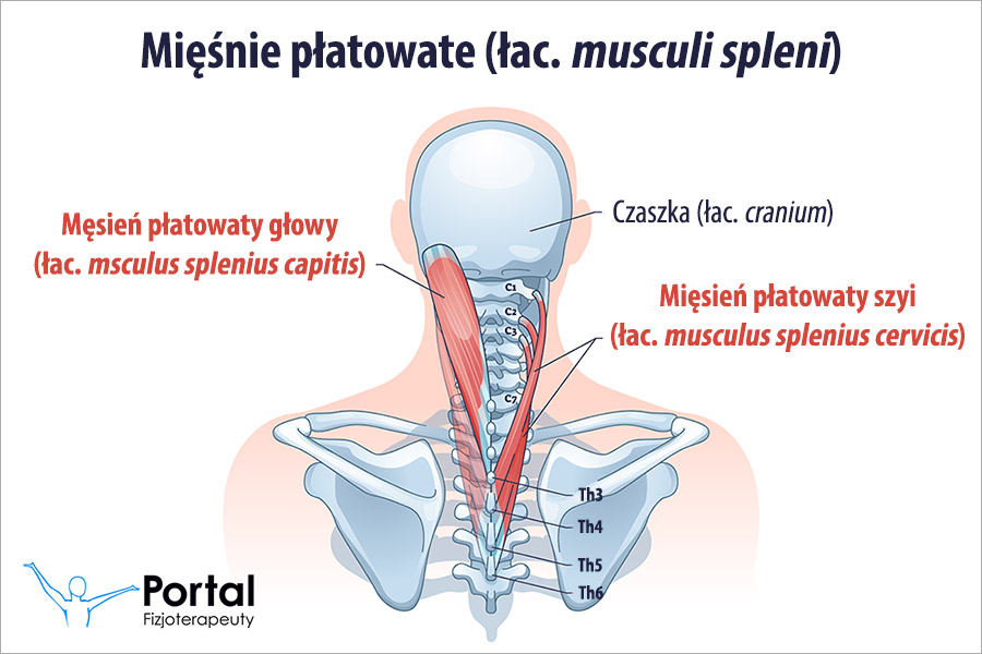 Mięśnie płatowate (łac. musculi spleni)