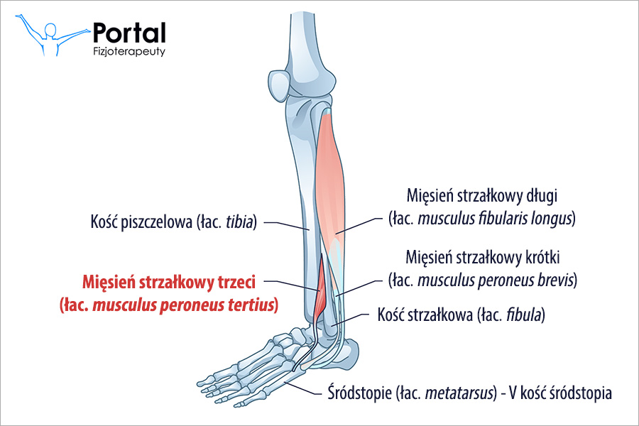 Mięsień strzałkowy trzeci (łac. musculus peroneus tertius)