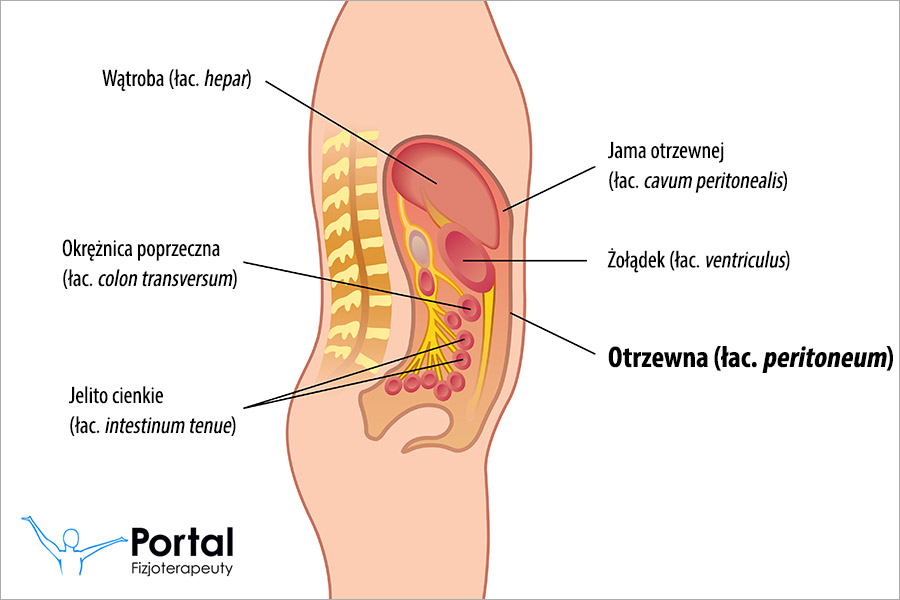 Otrzewna (łac. peritoneum)