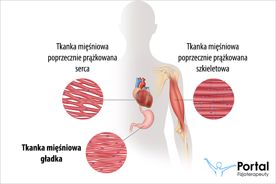 Tkanka mięśniowa gładka