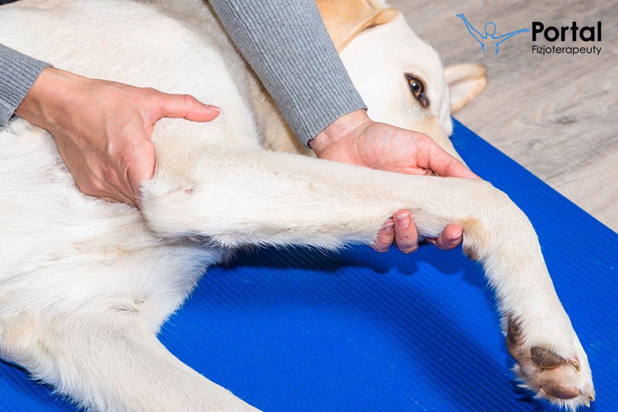 Kurs zoofizjoterapii