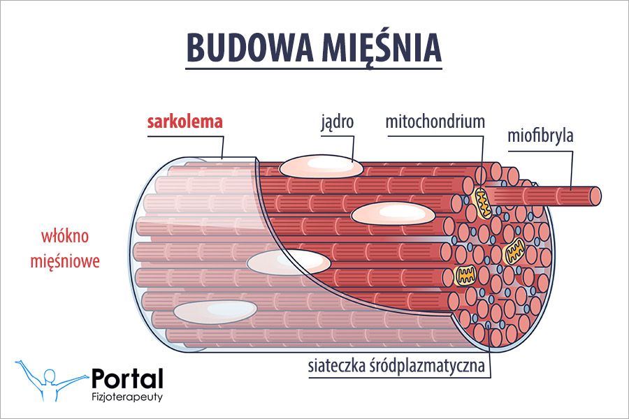 Sarkolema (sarkolemma)