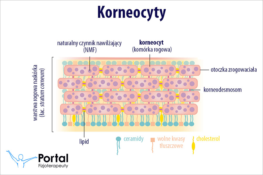 Korneocyty