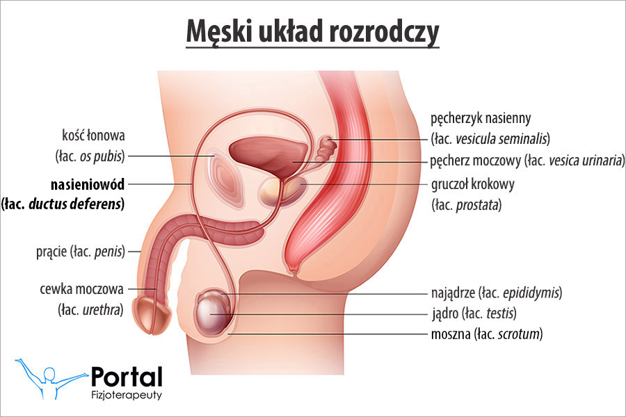 Nasieniowód (łac. ductus deferens)