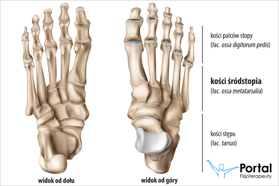 Kości śródstopia (łac. ossa metatarsalgia)