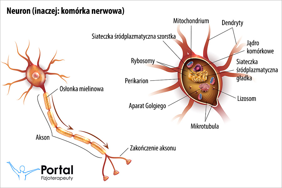 Neuron (komórka nerwowa)
