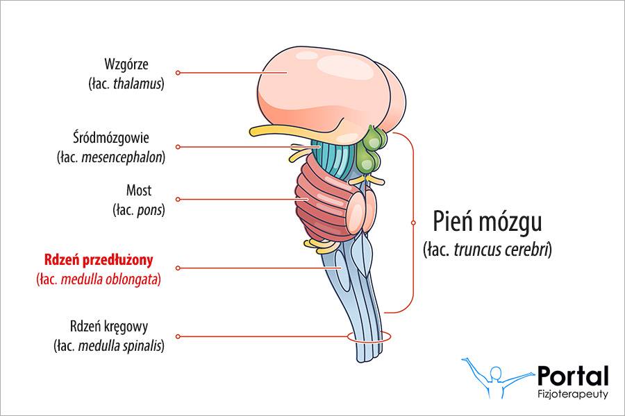 Rdzeń przedłużony (łac. medulla oblongata)