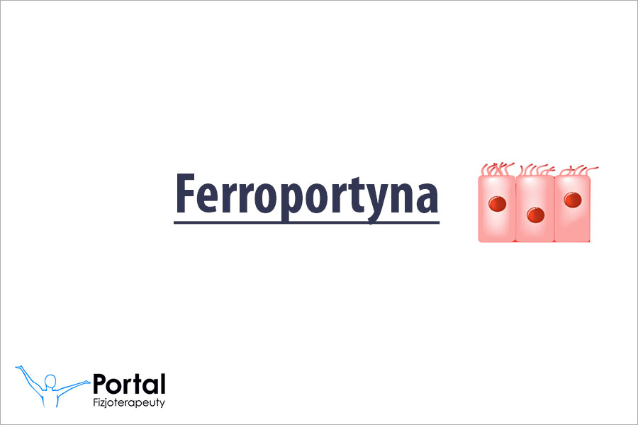 Ferroportyna