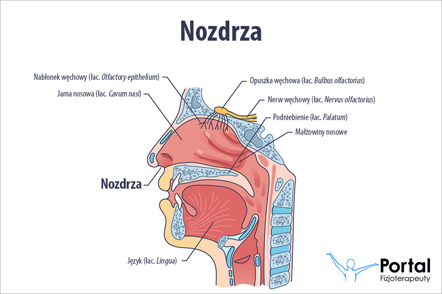 Nozdrza