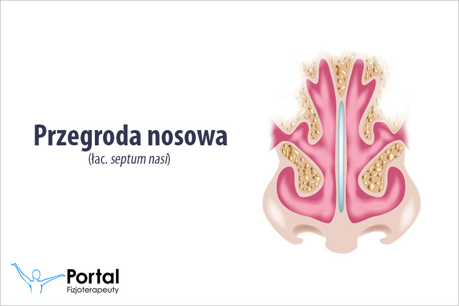 Przegroda nosowa