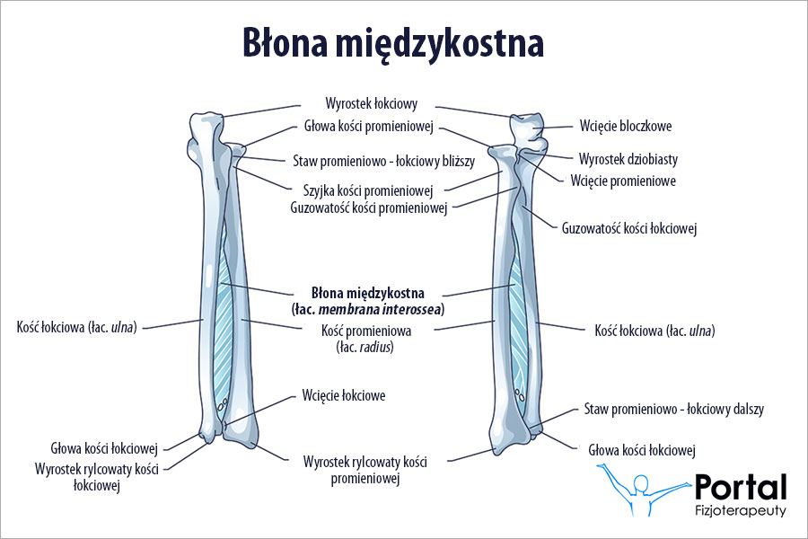 Błona międzykostna