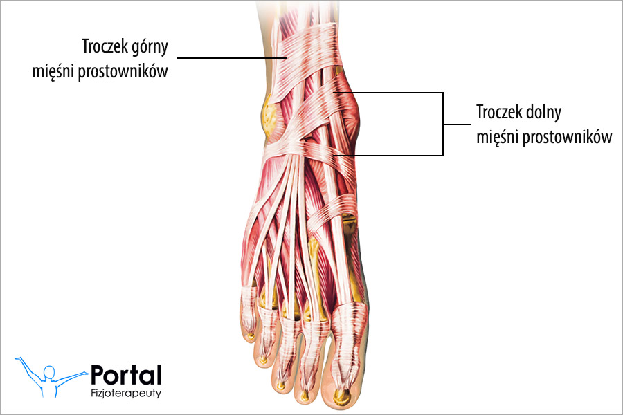 Troczek (łac. retinaculum)