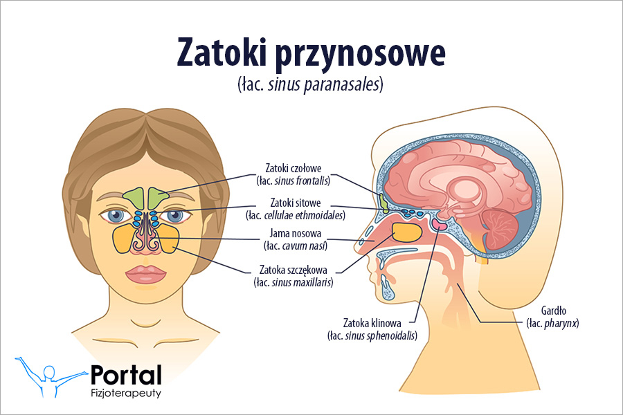 Zatoki przynosowe