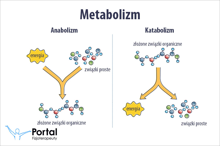 Metabolizm