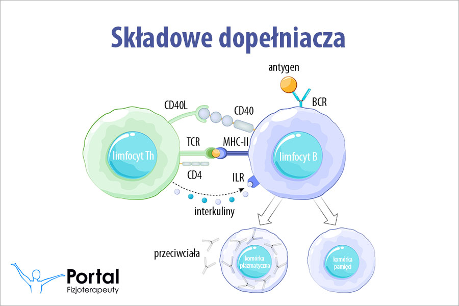Składowe dopełniacza